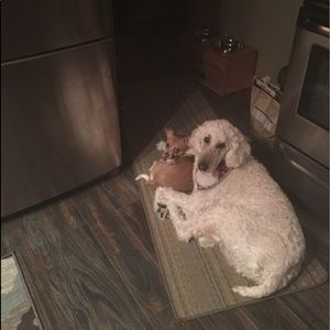 Meet your Posher, Annie